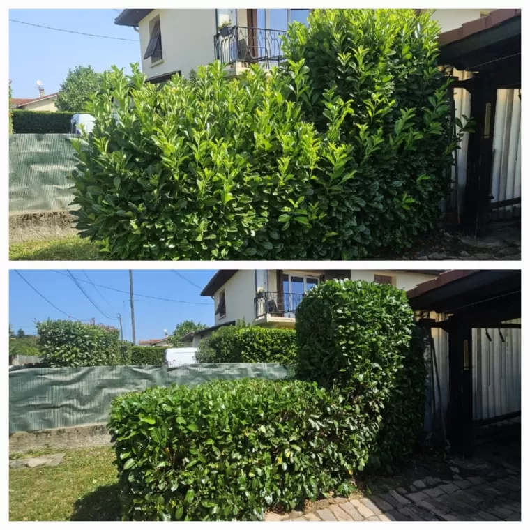 Taille de haies feuillus à Montréjeau, Lannemezan, Maison Services et Compagnie