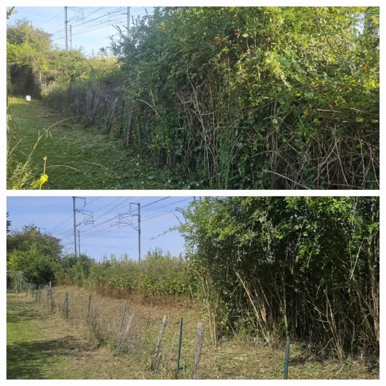 Débroussaillage d'un roncier et de herbes hautes à Bordes, Lannemezan, Maison Services et Compagnie