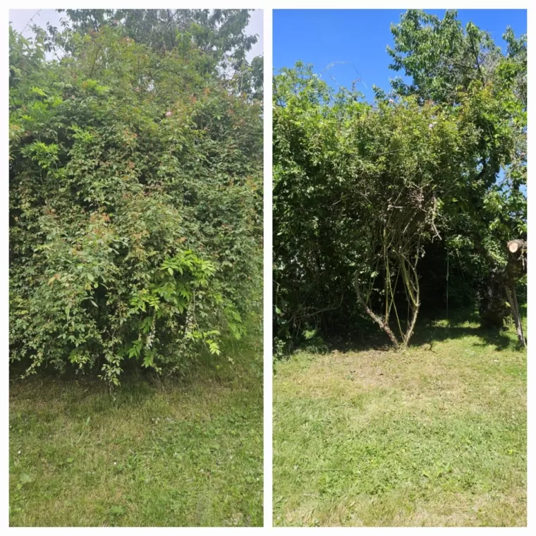 Taille de haie rapide et efficace avec enlèvement des déchets à Tarbes, Lannemezan, Maison Services et Compagnie