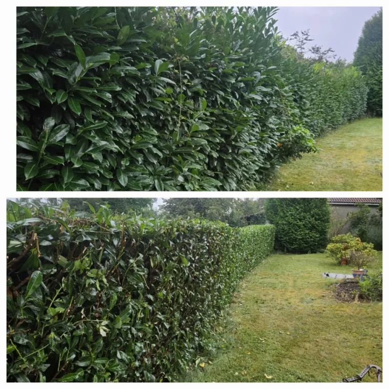 Taille de Haie à Tournay, Lannemezan, Maison Services et Compagnie