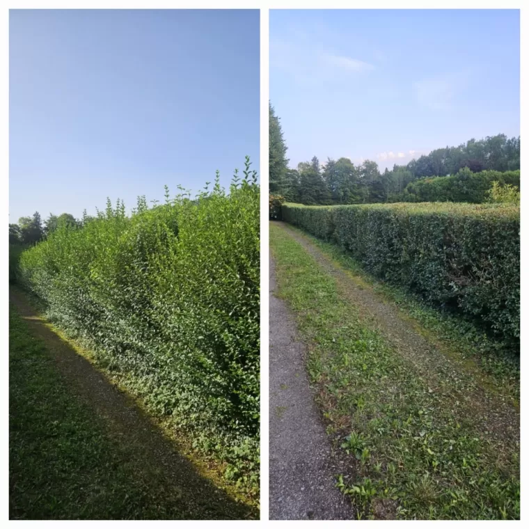 Taille de haie à Tarbes, Lannemezan, Maison Services et Compagnie