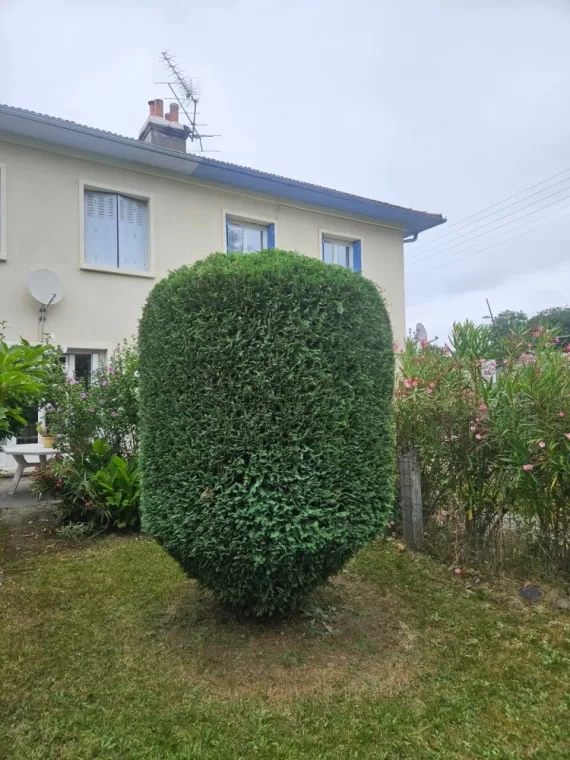 Taille de haie et entretien des arbustes avec enlèvement des déchets à Lannemezan, Lannemezan, Maison Services et Compagnie