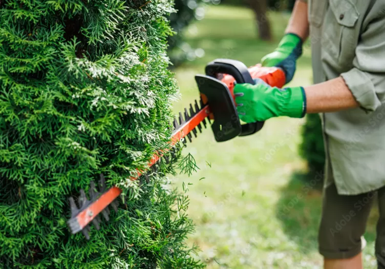 Rabaissement de haie et petite coupe d’arbres à Saint Laurent de Neste, Lannemezan, Maison Services et Compagnie