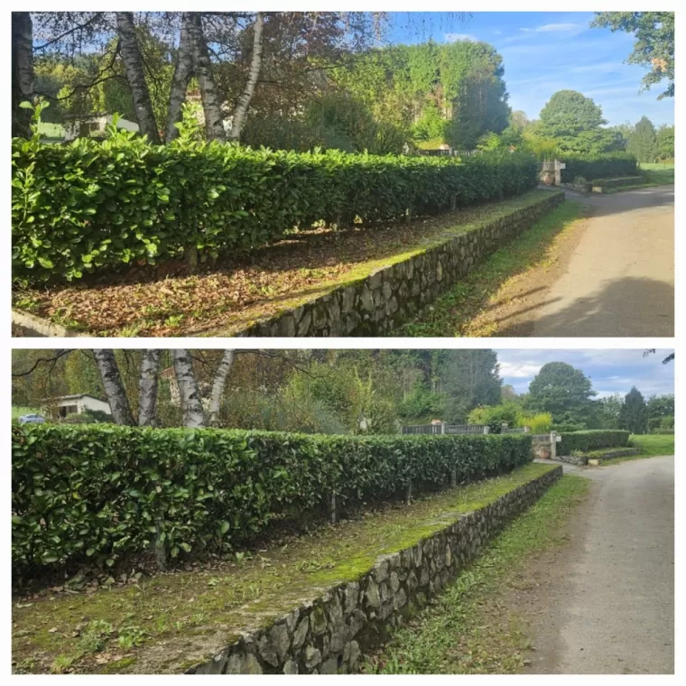 Taille des feuillus en automne pour favoriser une repousse vigoureuse au printemps à Nestier, Lannemezan, Maison Services et Compagnie