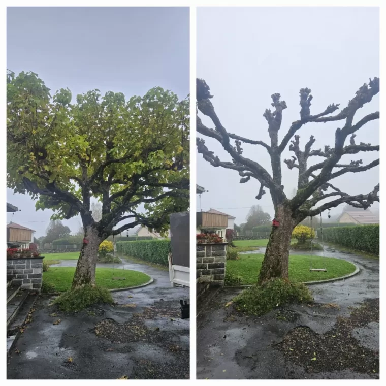 Taille d'un arbre pour élaguer les branches à Clarens, Lannemezan, Maison Services et Compagnie