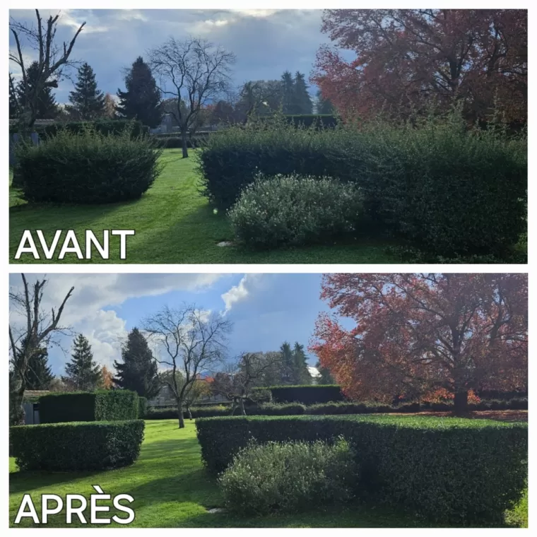 Prix taille de haie avec évacuation à Lanespède, Lannemezan, Maison Services et Compagnie
