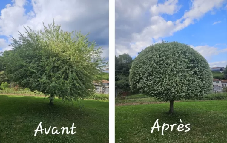 Tonte, taille de haie, débroussaillage, création de parterre et entretien de massif