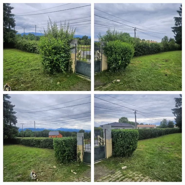 Taille de haie avec ramassage et enlèvement