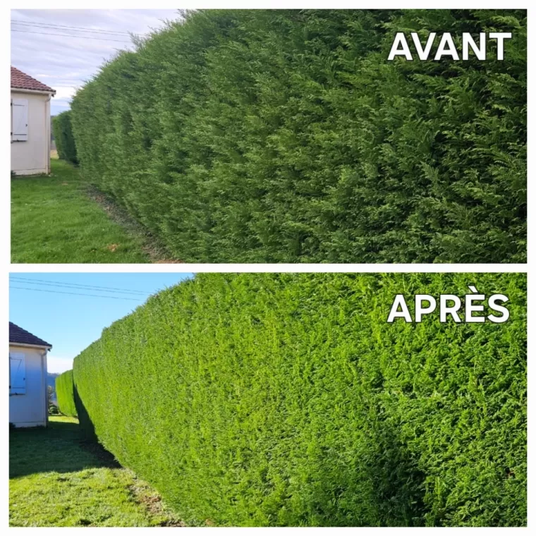 Taille de haie et des arbustes, entretien de jardin