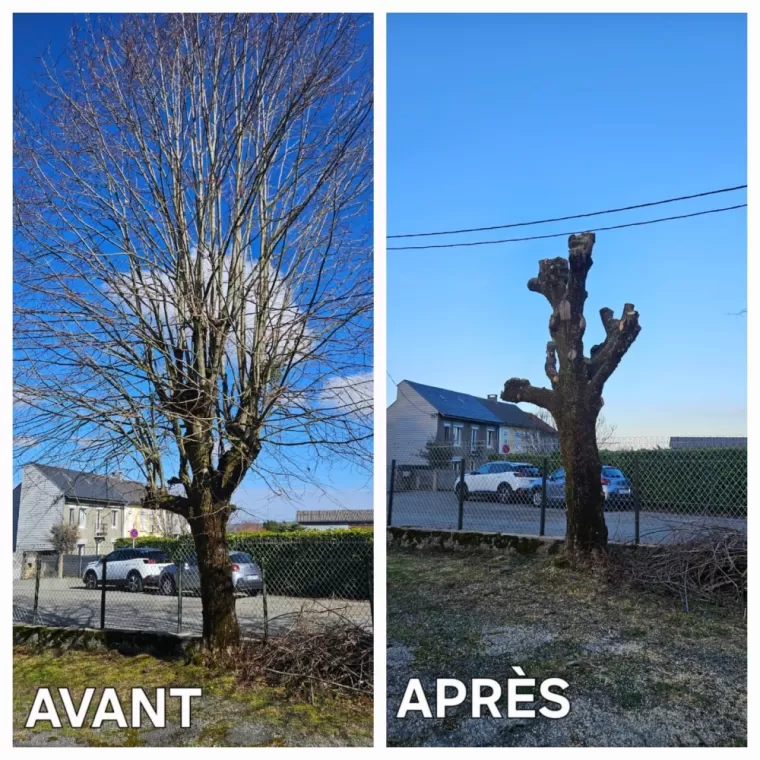 Petit élagage d'arbres à Tarbes