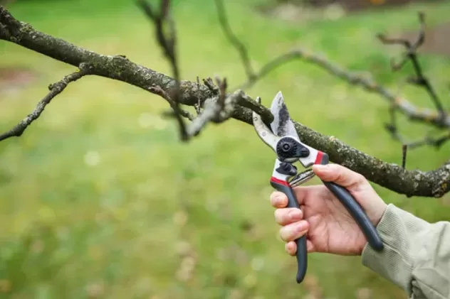 Taille arbres fruitiers avec jardiniers professionnels à Lannemezan