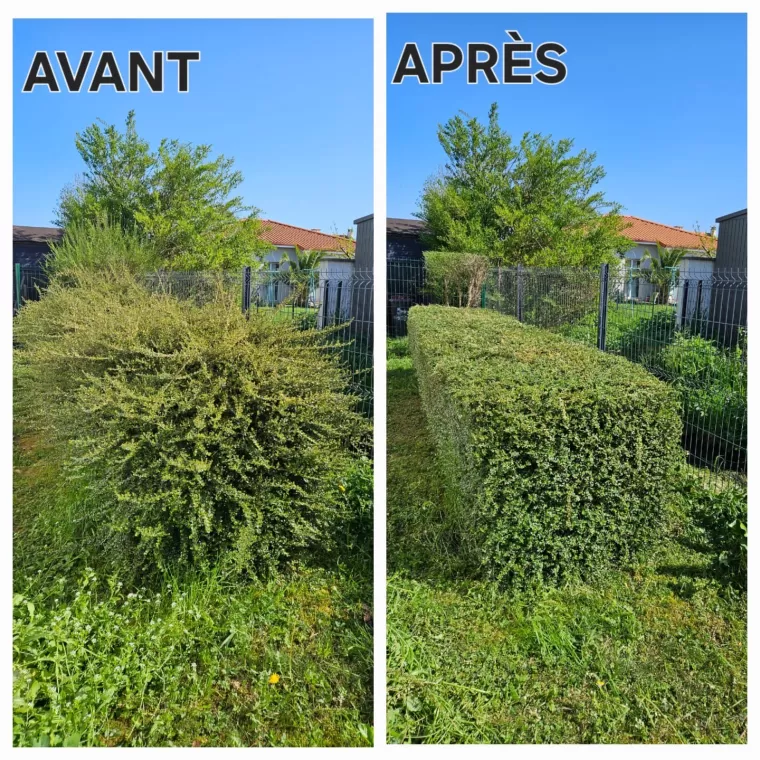 Taille de haie feuillue pour favoriser une repousse vigoureuse à Lannemezan, Lannemezan, Maison Services et Compagnie