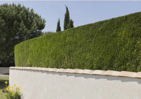 taille de haie de thuyas à Lannemezan, Lannemezan, Maison Services et Compagnie