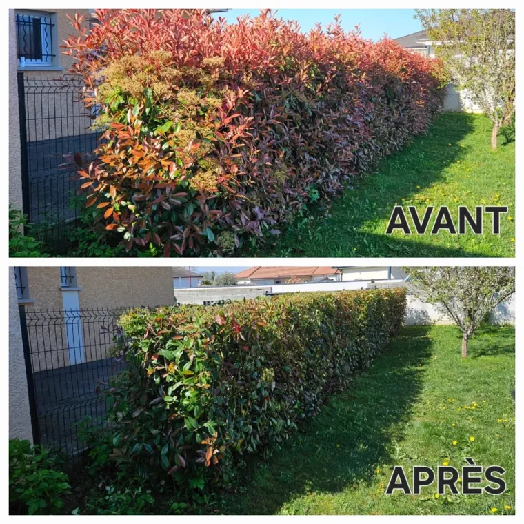 Entreprise pour tailler les haies pour particuliers à Lannemezan, Lannemezan, Maison Services et Compagnie