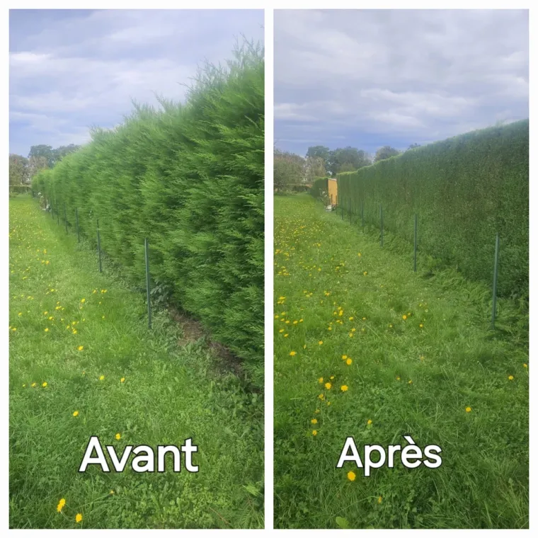 Taille de haie de thuyas à Lannemezan avec crédit d'impôt immédiat, Lannemezan, Maison Services et Compagnie