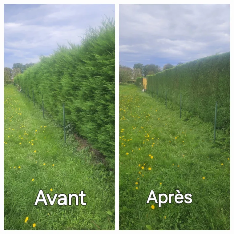 Taille de haie à Lannemezan et taille d'arbuste à Lannemezan