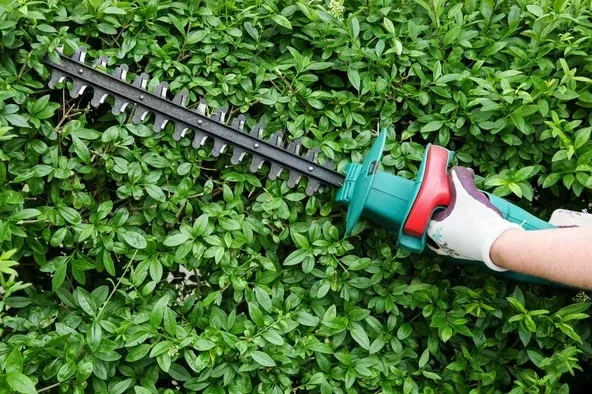 Taille de haie à domicile à Lannemezan, un service sécurisé et avantageux, Lannemezan, Maison Services et Compagnie
