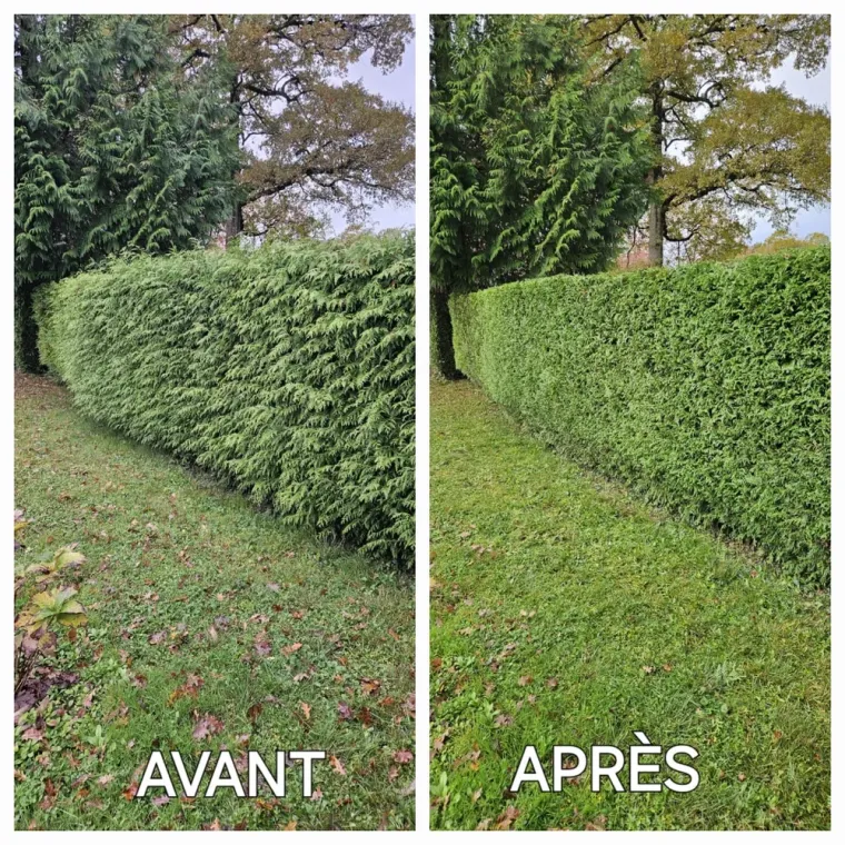 taille de haie et service à la personne, une solution idéale pour entretenir son jardin sans contrainte, Lannemezan, Maison Services et Compagnie