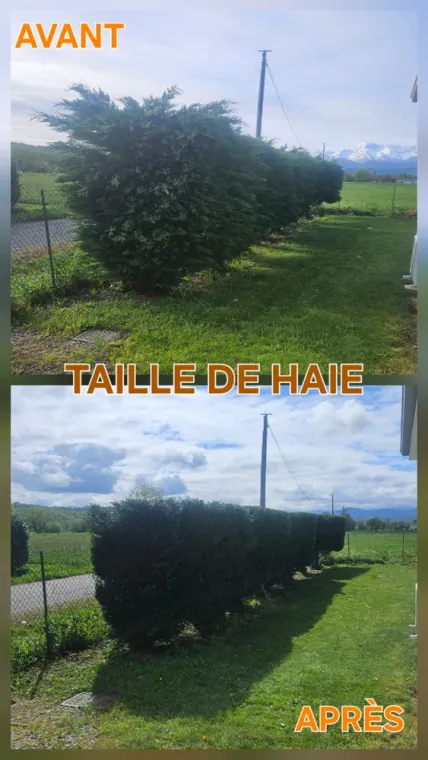 Quand tailler ses haies dans les hautes Pyrénées, Lannemezan, Maison Services et Compagnie
