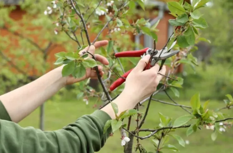 Taille des arbres fruitiers à Lannemezan, les erreurs à éviter, Lannemezan, Maison Services et Compagnie