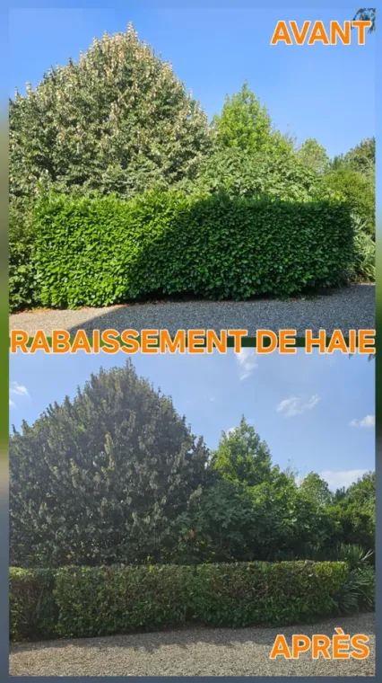 Pourquoi tailler régulièrement vos haies à Lannemezan ?, Lannemezan, Maison Services et Compagnie