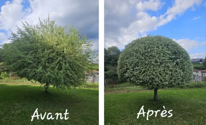 Pourquoi faire appel à un jardinier en service à la personne à Lannemezan ?, Lannemezan, Maison Services et Compagnie