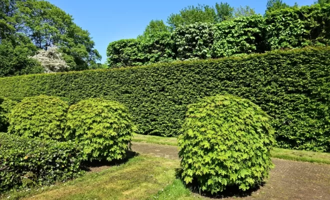 Entreprise de taillage et coupe de haies pour votre jardin, Lannemezan, Maison Services et Compagnie